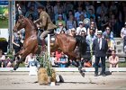 Pferd International 148